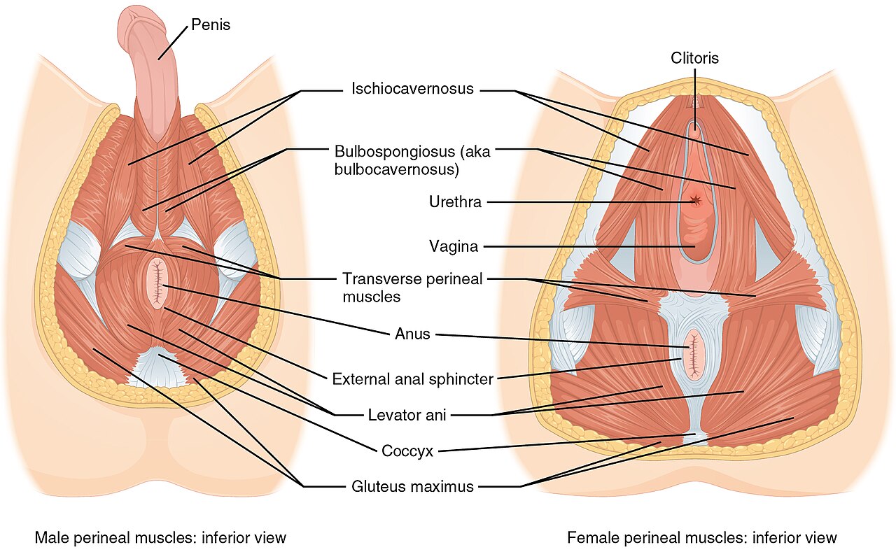 Diagram of male and female perineal muscles anatomy.